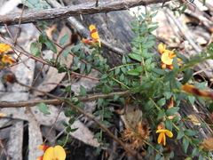 Pultenaea gunnii