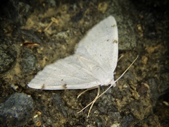 Lomographa bimaculata