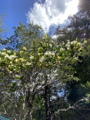 Myrceugenia planipes