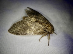 Peridea gigantea
