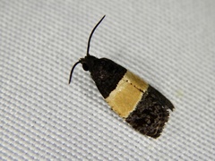 Epinotia bicolor