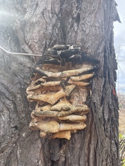 Climacodon septentrionalis