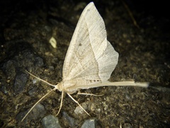 Rhynchobapta cervinaria