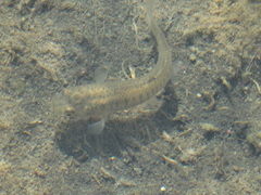 Fundulus