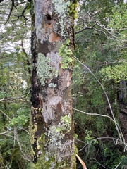 Myrceugenia planipes