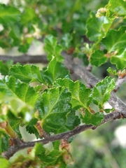 Nothofagus antarctica