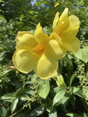 Allamanda
