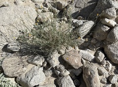 Bebbia juncea aspera