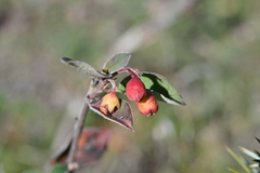 Cotoneaster integerrimus