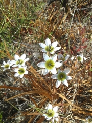 Ixia monadelpha