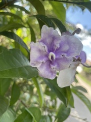 Brunfelsia