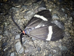 Pidorus atratus