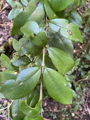 Myrceugenia planipes