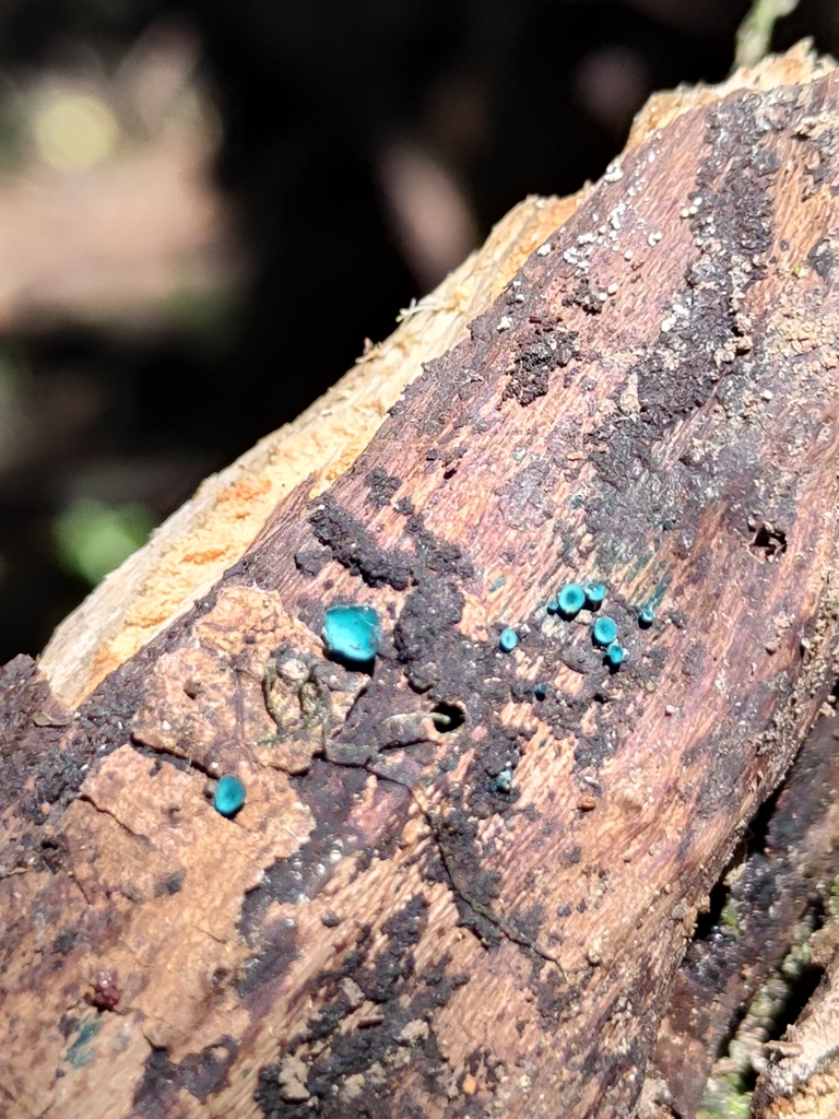 Chlorociboria from Ryal Bush, New Zealand on October 31, 2022 at 11:53 ...