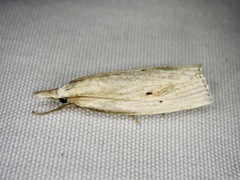 Calamotropha okanoi