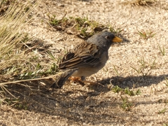 Rhopospina alaudina
