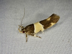 Macrobathra quercea