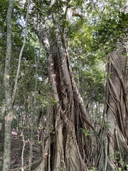 Ficus aurea