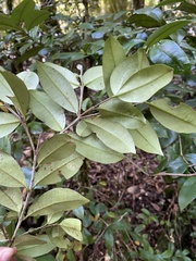 Myrceugenia planipes