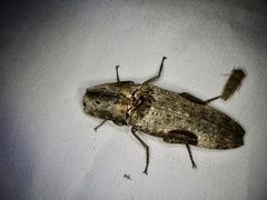 Cryptalaus larvatus pini