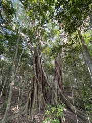 Ficus aurea