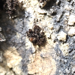 Leiobunum blackwalli