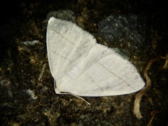 Parabapta clarissa