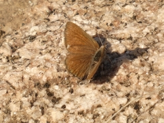 Papilionoidea