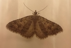 Helastia semisignata