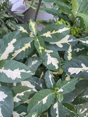 Graptophyllum