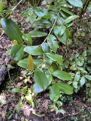 Myrceugenia planipes