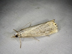 Chrysoteuchia diplogrammus