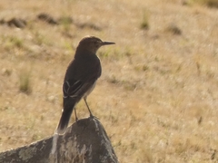 Agriornis montanus
