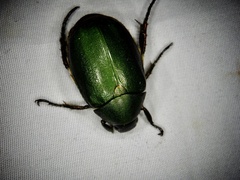 Anomala viridana