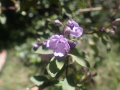 Prostanthera