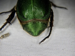 Anomala viridana