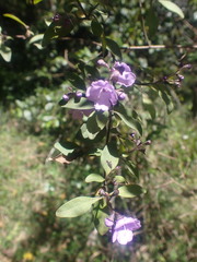 Prostanthera