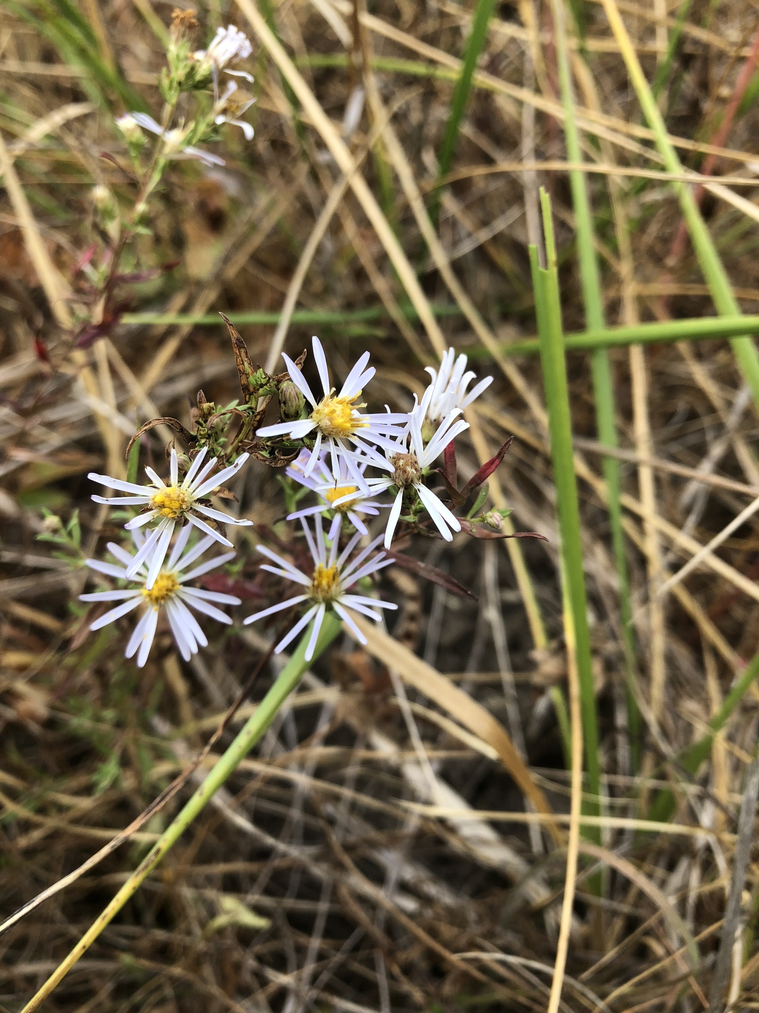 Symphyotrichum hallii