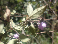 Prostanthera