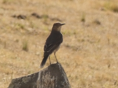 Agriornis montanus