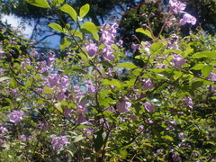 Prostanthera
