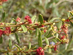 Acacia acinacea