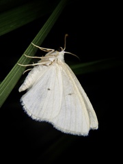 Lomographa temerata