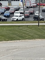 Corvus