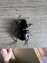 Pasimachus punctulatus