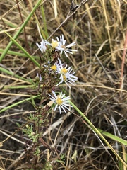 Symphyotrichum hallii