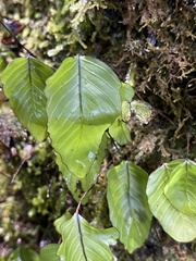Hymenophyllum cruentum image
