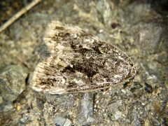 Gerbathodes paupera