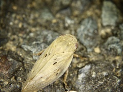 Atuphora stictica