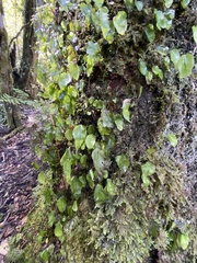 Hymenophyllum cruentum image